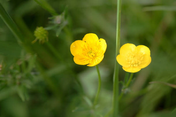 istock Buttercup Yellow Flowers 1062973836