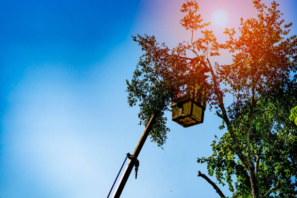 crane on high top tree for cutting branch tree on blue sky background - cutting tree moving down bark imagens e fotografias de stock