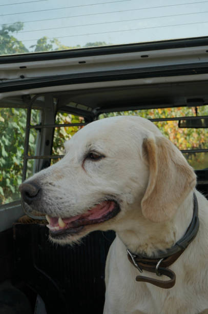 istock Truffle dog in the Langhe 1062983648