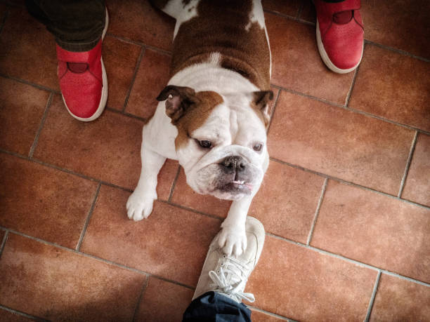 istock Affectionate English Bulldog cannot lose touch with her friend's shoe! 1062984324