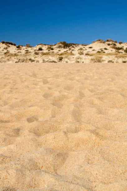 istock beach landscape with dune vegetation and sand 1062984776