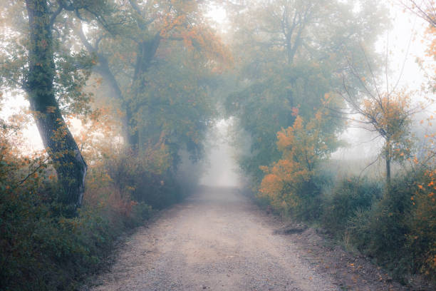 istock road through a golden forest at autumn 1062987460
