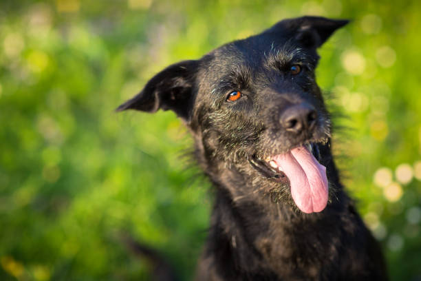 istock Cute dog outdoors against green lawn 1062992526