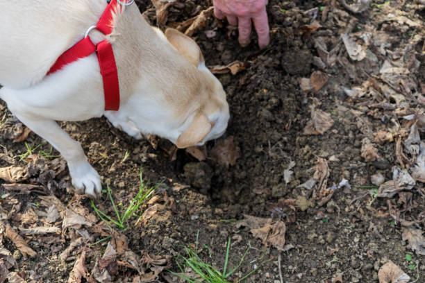 truffle dog in the langhe - white truffle imagens e fotografias de stock