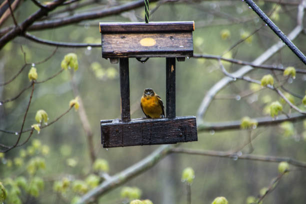 istock Baltimore Oriole face forward framed in bird feeder in the rain 1063005784