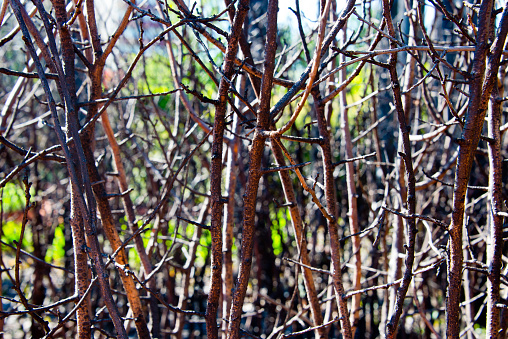 dense autumnal thorn thicket