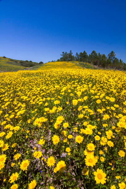 istock hill of yellow marigold flowers 1063008900