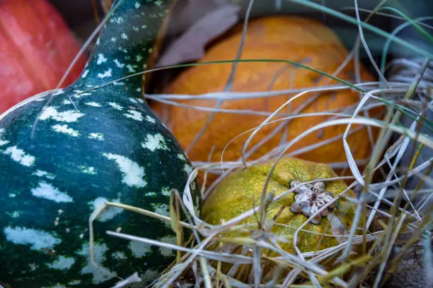 Closeup of green pumpkin laying next to yellow, orange and red pumpkins