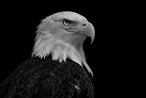 Bald eagle close-up infront of a black background