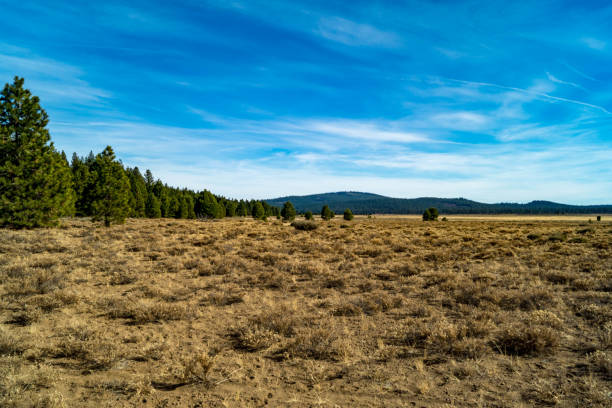 istock Open meadow in Lassen National Forest 1063011790
