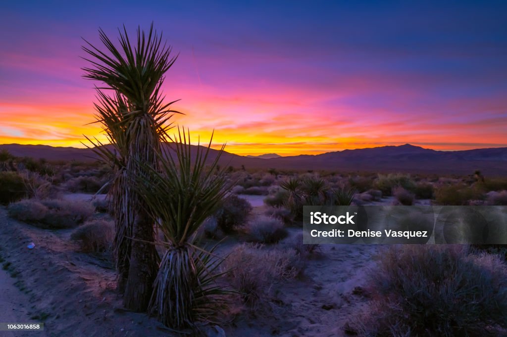 Desert Sunset Dreams ©2018 Denise Vasquez Desert Area Stock Photo