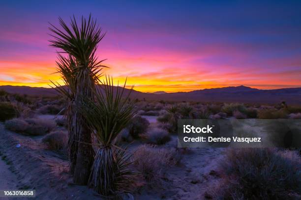 Desert Sunset Dreams Stock Photo - Download Image Now - Desert Area, Sunset, Joshua Tree National Park