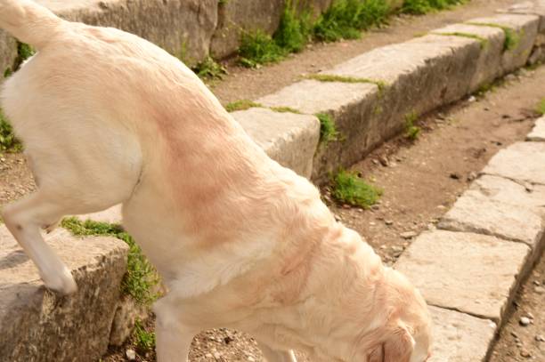 istock Labrador Retriever in Sicily 1063017348