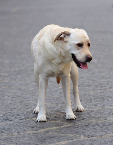 istock Labrador Retriever in Sicily 1063019158