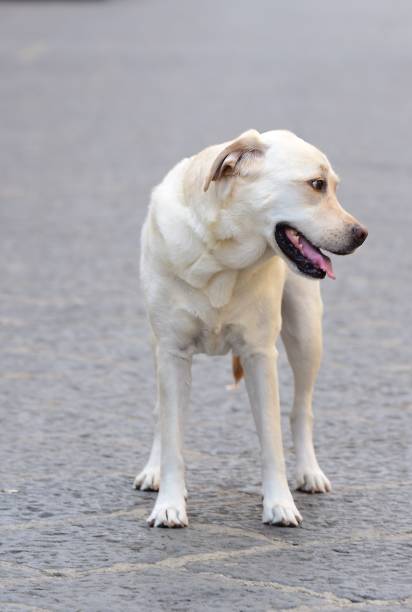 istock Labrador Retriever in Sicily 1063019160