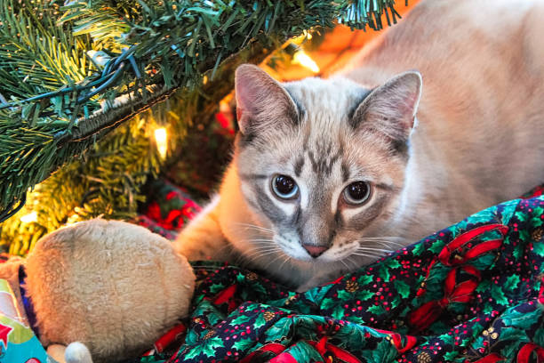istock A cat hides in a Christmas tree with his toy 1063019560
