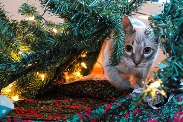 istock A cat playfully stalks through a Christmas Tree 1063019578