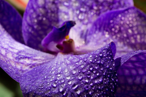 istock Orchid flower with water droplets blurring close-up 1063019736