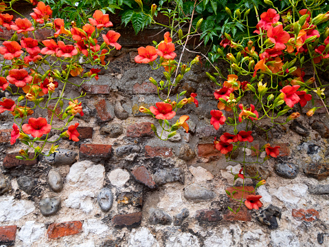 A vivid scarlet Trumpet Vine (Campsis Radicans) growing over a rough limestone, brick and flint wall in North Norfolk, England, on a sunny summer day.