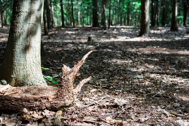 woods in Chaam, Holland