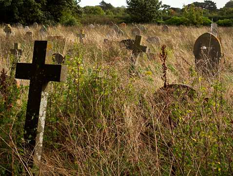 The tops of old gravestones visible in a deeply overgrown churchyard in Norfolk, Eastern England.