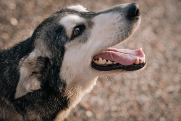 istock Siberian Husky in the autumn. 1063022966