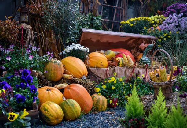 istock Pumpkin festival in the backyard 1063024814