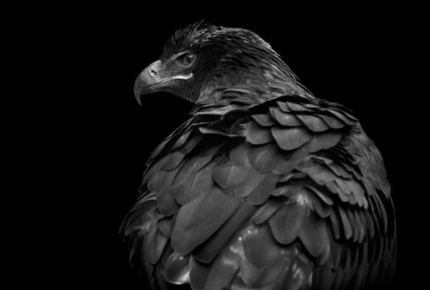 steppe eagle, Aquila nipalensis black and white steppe eagle aquila heliaca stock pictures, royalty-free photos & images