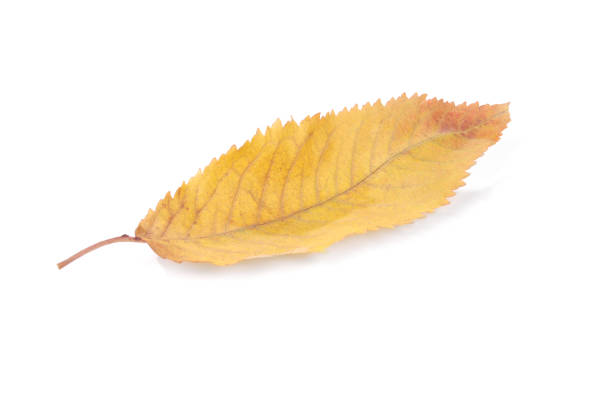 istock Beautiful colorful leaves 1063025550