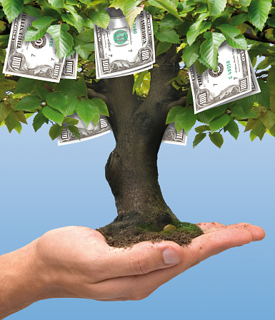 Dollars money tree growing on human hand -  business concept