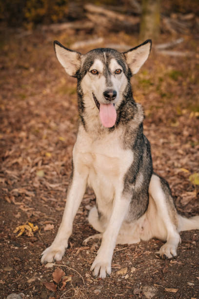 istock Siberian Husky in the autumn. 1063031362