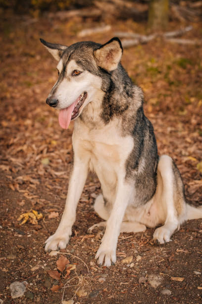 istock Siberian Husky in the autumn. 1063032526