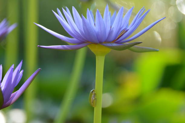 istock Purple Lotus and Green Tree Frogs 1063035526