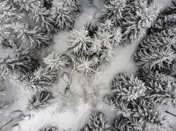 istock Winter in the evergreen forest 1063037514