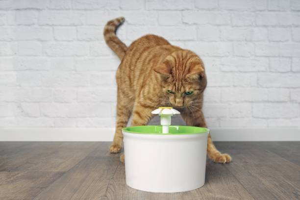istock Thirsty ginger cat looking curious to a pet drinking fountain. 1063037582