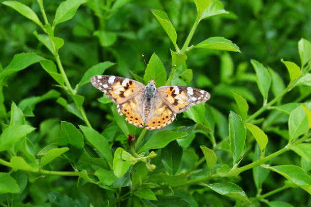 Butterfly on green leaves. Marrakesh, Morocco.