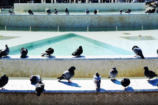 Pigeons on fountain of place of justice on Mohammed V square in Casablanca, Morocco.