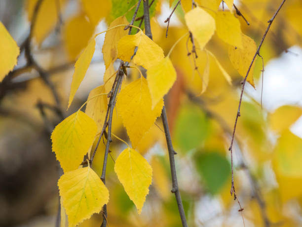 istock Autumn photographic sketch 1063039480