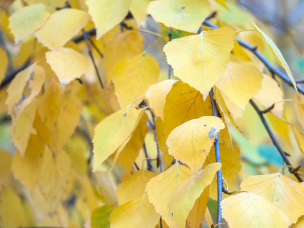 istock Autumn photographic sketch 1063039522