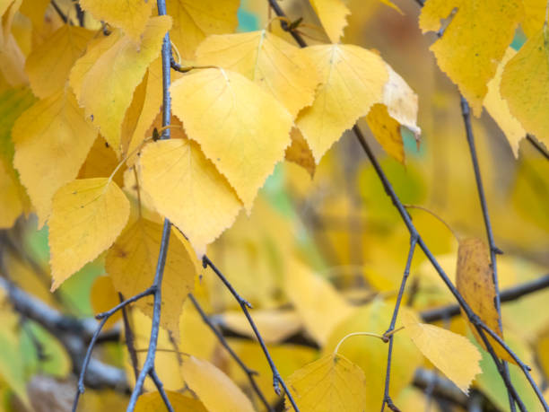 istock Autumn photographic sketch 1063039528