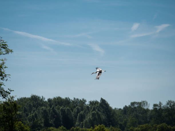 istock Stork flies over tree tops against blue sky 1063039558