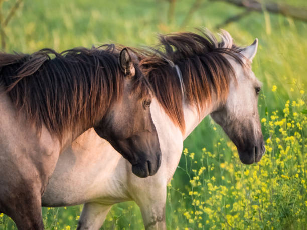 istock Konik horses and mostard seed in nature reserve 1063039746