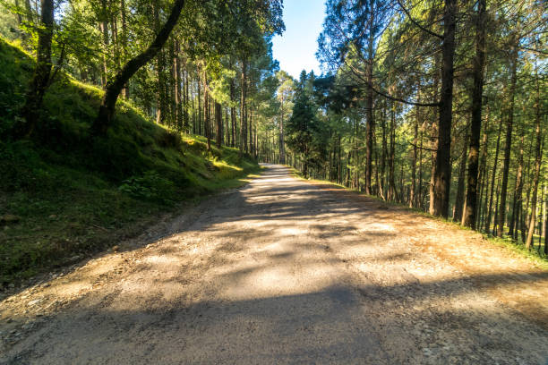 empty road in pines tree forest in sankri range, uttrakhand - indiana autumn woods forest imagens e fotografias de stock