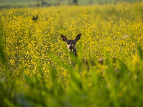istock Young female red deer stares at camera 1063039960
