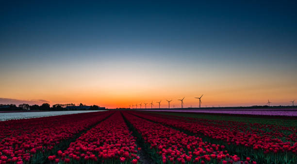 istock Pink and red tulips in field at sunrise 1063041932