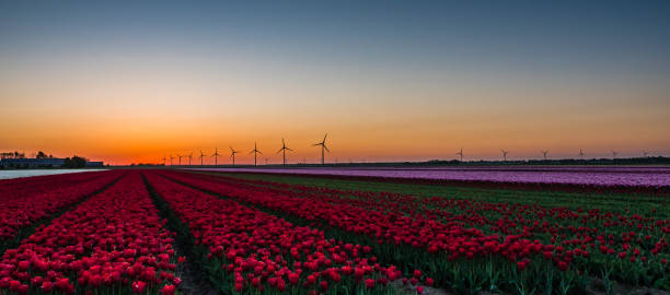 istock Pink and red tulips in field at sunrise 1063043546