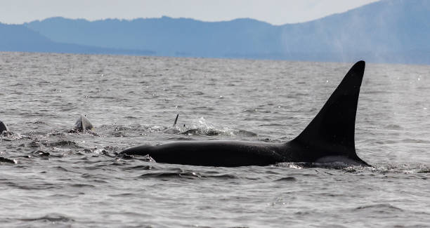 istock Orca Feeding Frenzy 1063044034