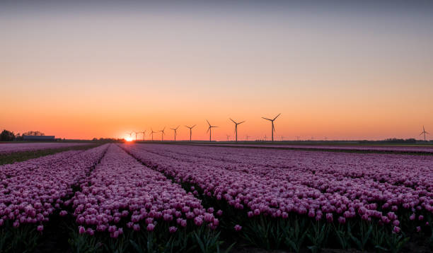 istock Pink tulips in field at sunrise 1063046794