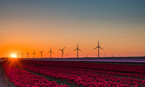 istock Pink and red tulips in field at sunrise 1063046820