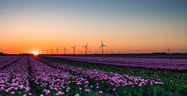 istock Pink tulips in field at sunrise 1063046852